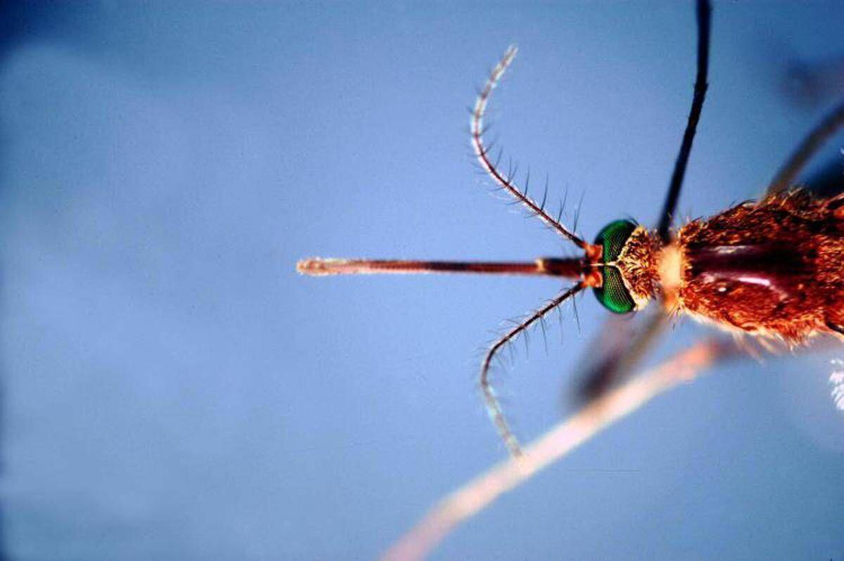 West Nile, Asl Teramo registra primo caso 2026 in Abruzzo: 85enne in buone condizioni - 