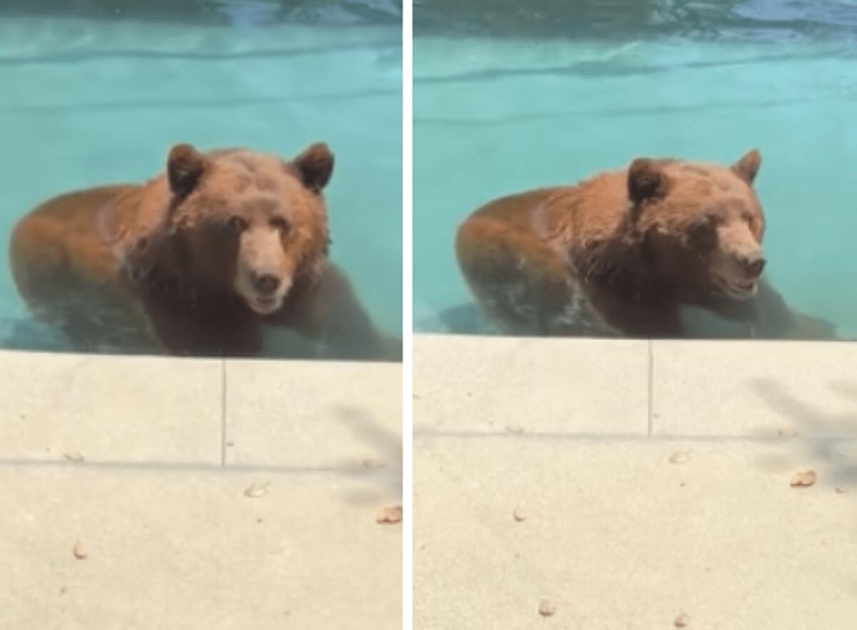 Orso si intrufola in un'abitazione privata per... un tuffo in piscina - Il video - 