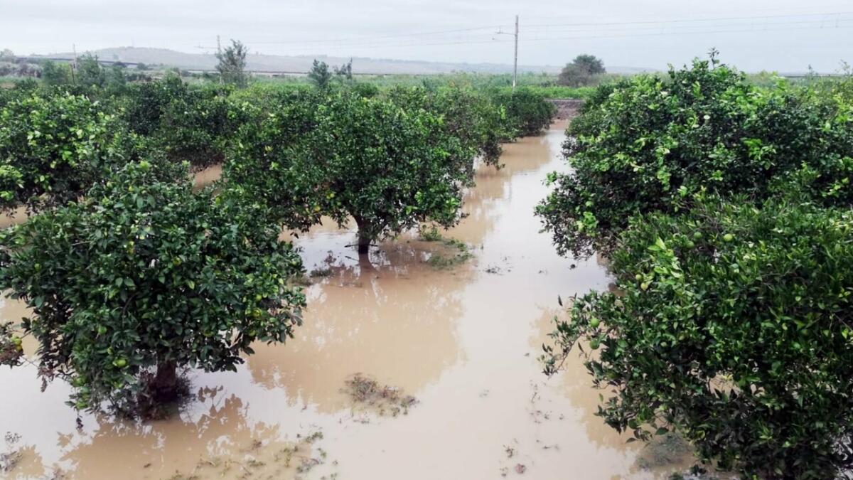 Sicilia: 4 milioni per assicurazioni agricole, polizze agevolate fino al 70% - 