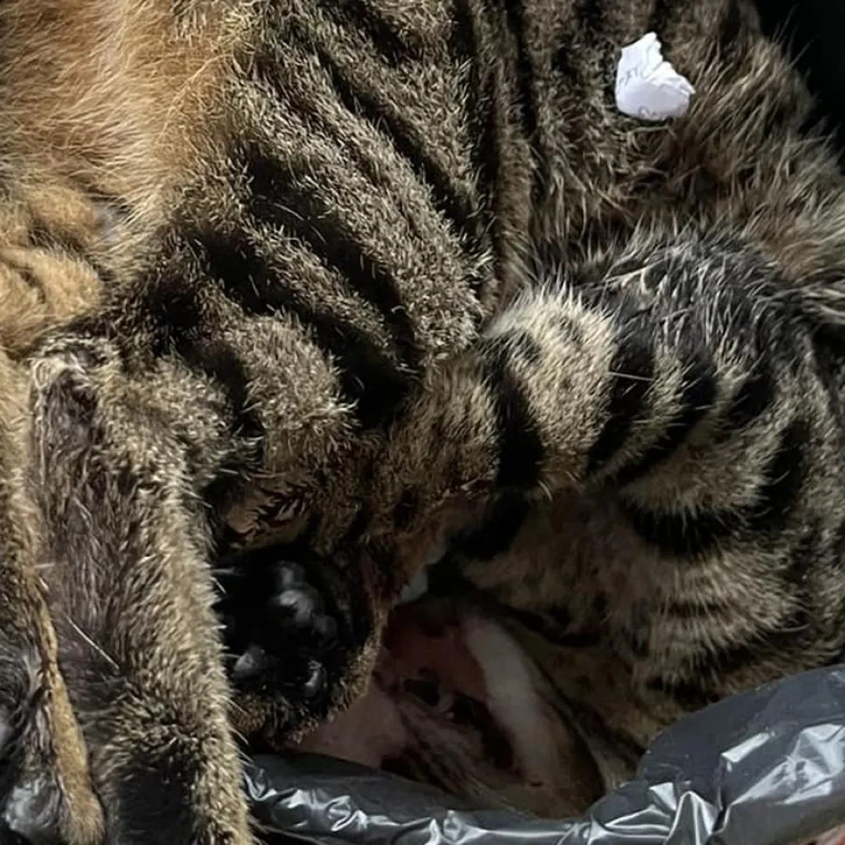 Saponara: ambulanza investe e uccide un gatto, autista multato quasi 300 euro - 