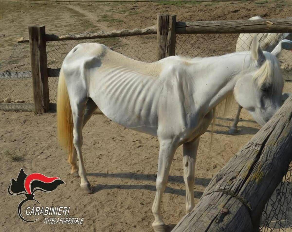 Asti, 12 cavalli denutriti salvati da allevamento e trasferiti nel varesotto - 