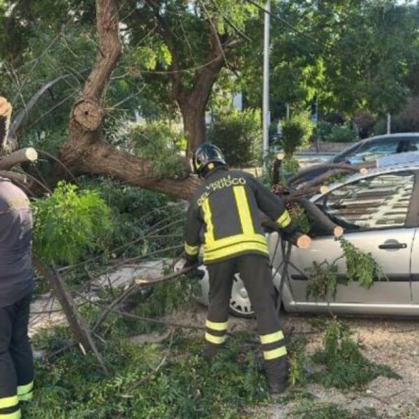 Crollo di alberi in città dopo ondata di calore: interventi d'emergenza e avvertimento dell'assessore Alongi