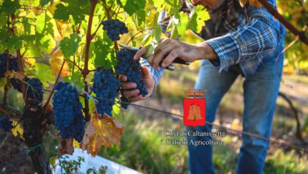 Ufficio Agricoltura di via Bloy operativo per la vendemmia: gestione MVV e tesserini funghi