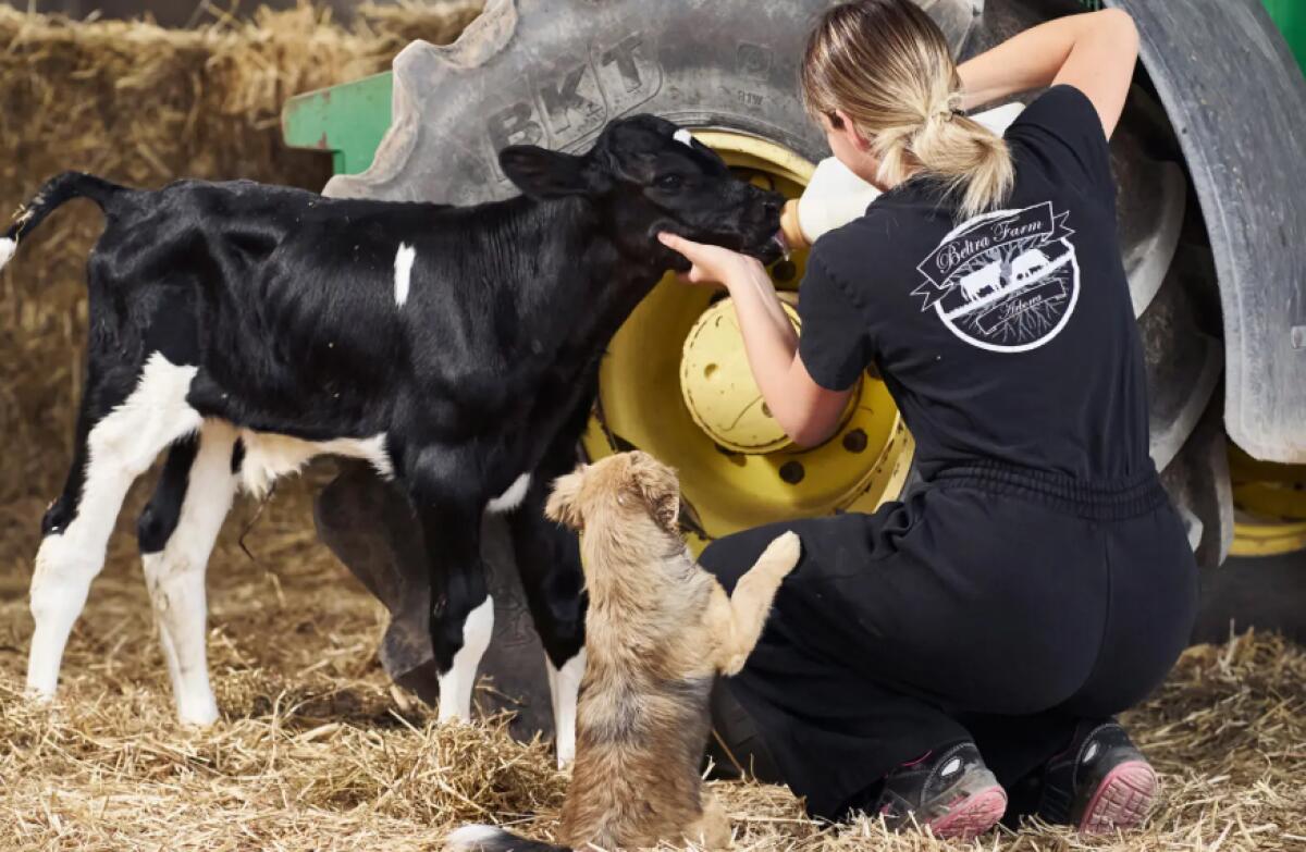Sos latte in Sardegna: caldo estremo riduce fino al 20% la produzione, Arborea chiede interventi straordinari - 