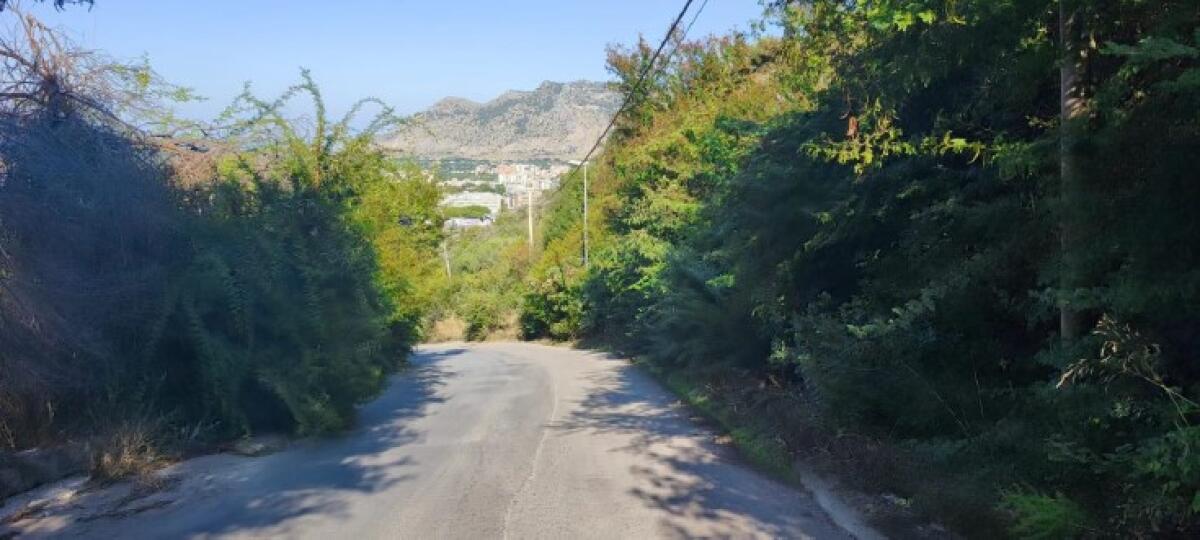 Palermo: vegetazione invade via Gaetano Falzone, consiglieri chiedono interventi immediati - 