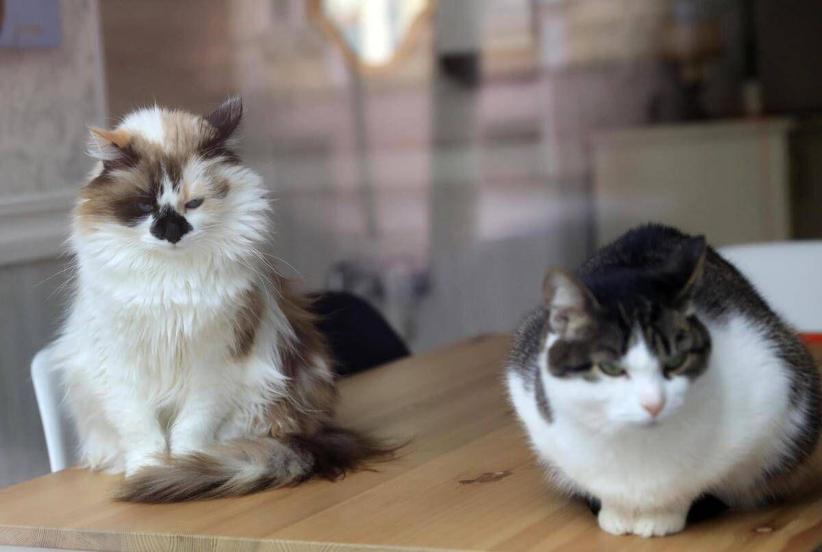 Da randagi a pattuglia anti-topi, famiglia di gatti diventa star in aeroporto cinese - 