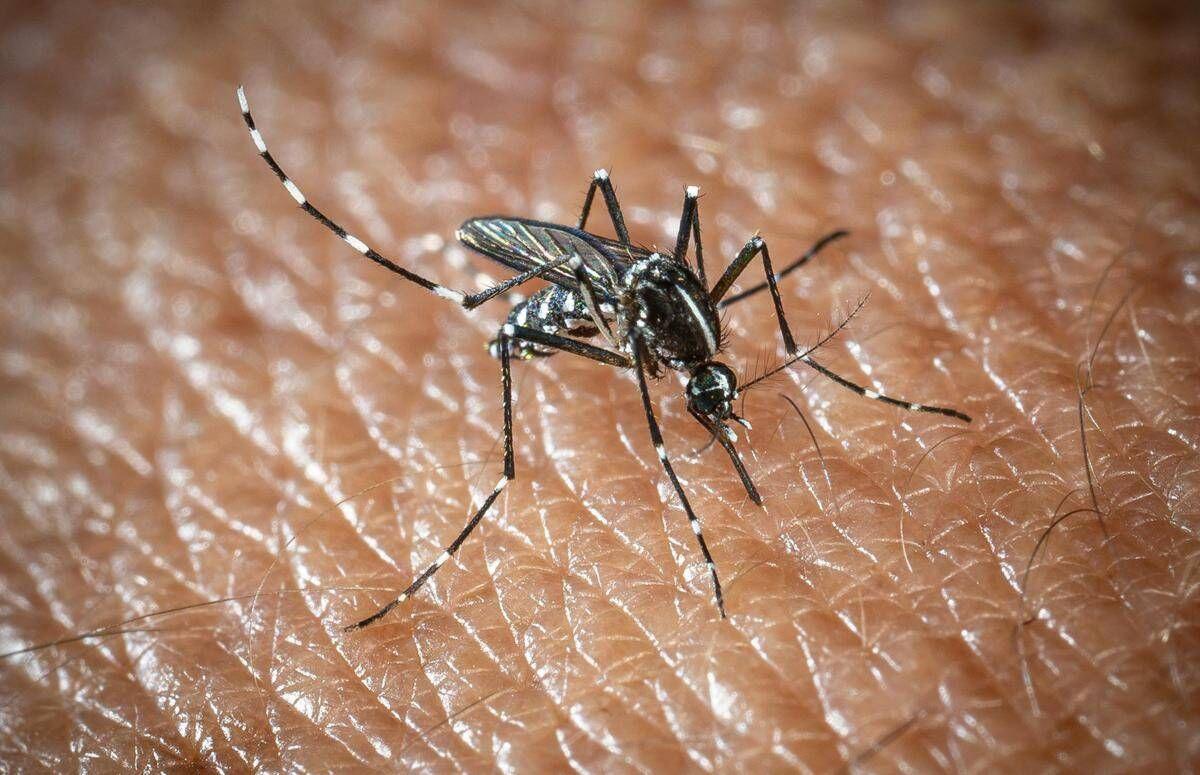 West Nile a Oristano, morta un'altra persona: è la quarta vittima del virus nella provincia - 