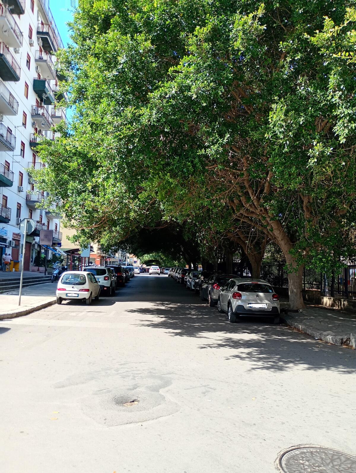Quarta Circoscrizione: Davì sollecita potatura e messa in sicurezza degli alberi - 