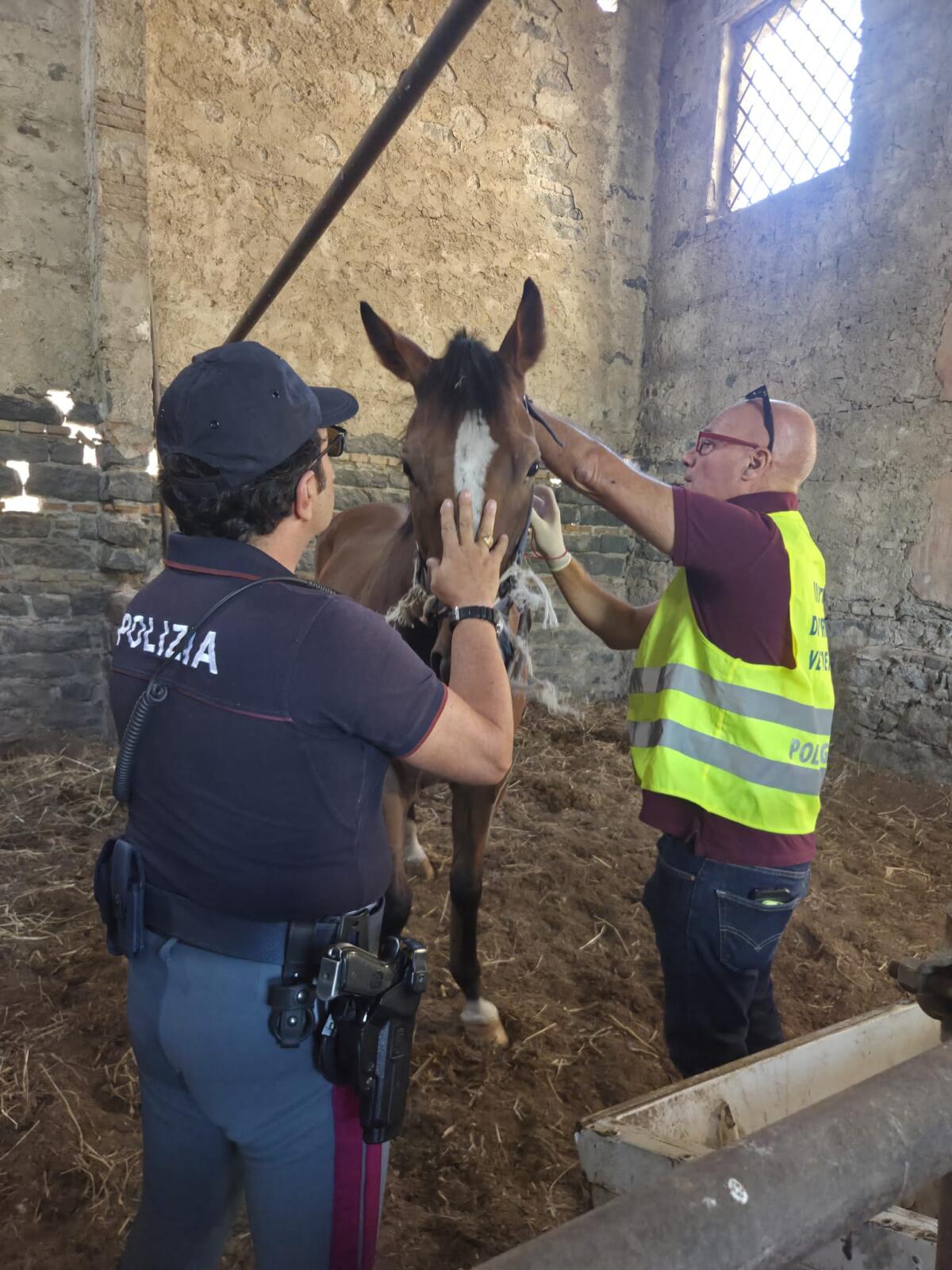 Catania: scoperta una stalla abusiva a San Francesco La Rena, 4 cavalli senza microchip; sanzione di 13.000€ - 