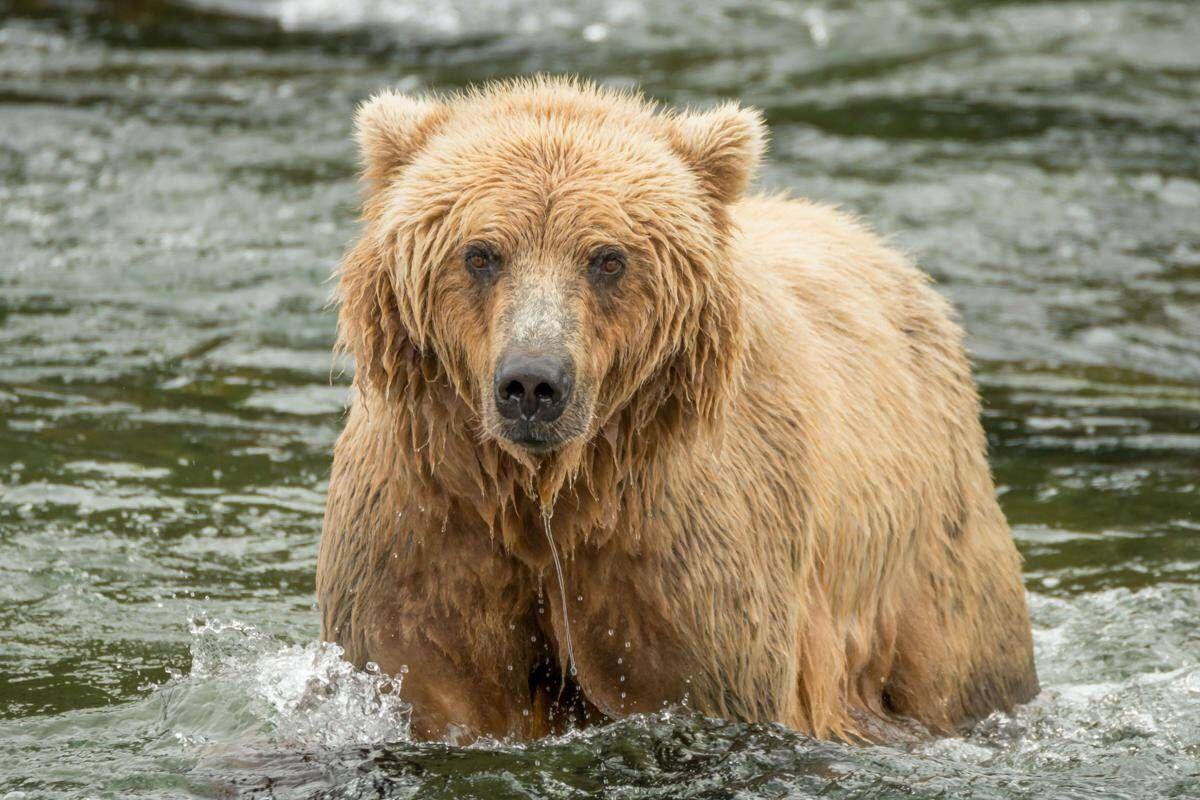 Backpack è l'orso più grasso dell'Alaska, eletto il vincitore del concorso 'Fat Bear Week' - 