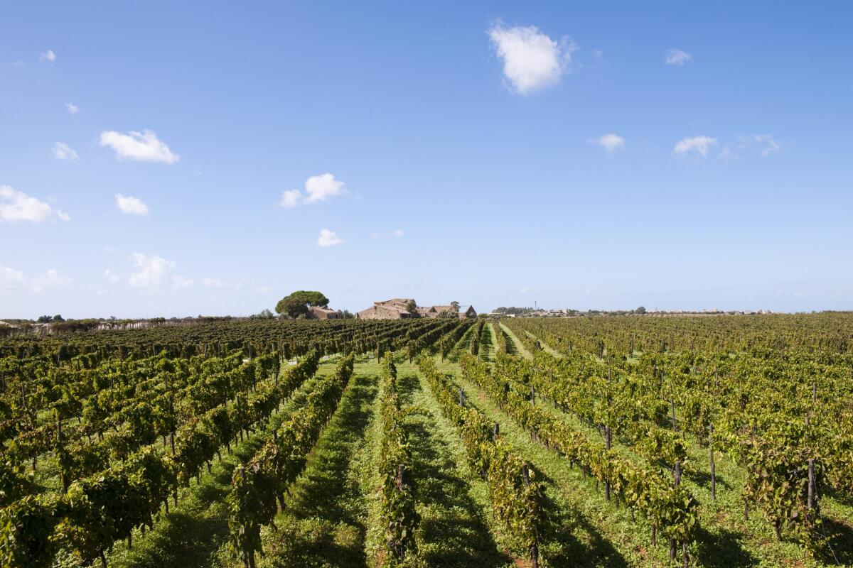 Cantine Settesoli, prima in Sicilia la licenza per la dealcolizzazione - 
