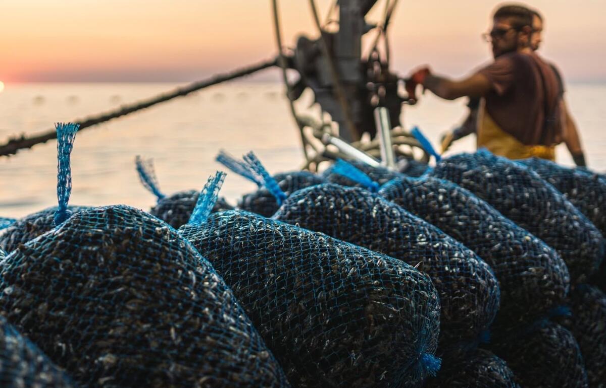 Mare bollente e alghe: Sacca di Goro, il 90% delle cozze perso e rischio per il 2027 - 