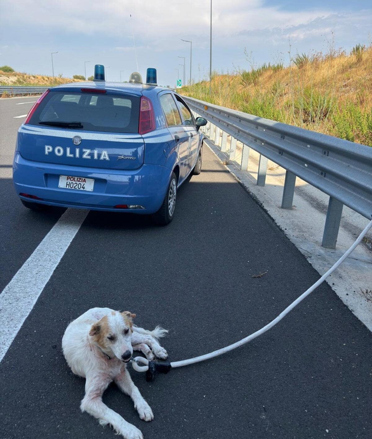 Cane randagio salvato sulla Modica‑Siracusa: la Polizia mette in sicurezza l'autostrada - 