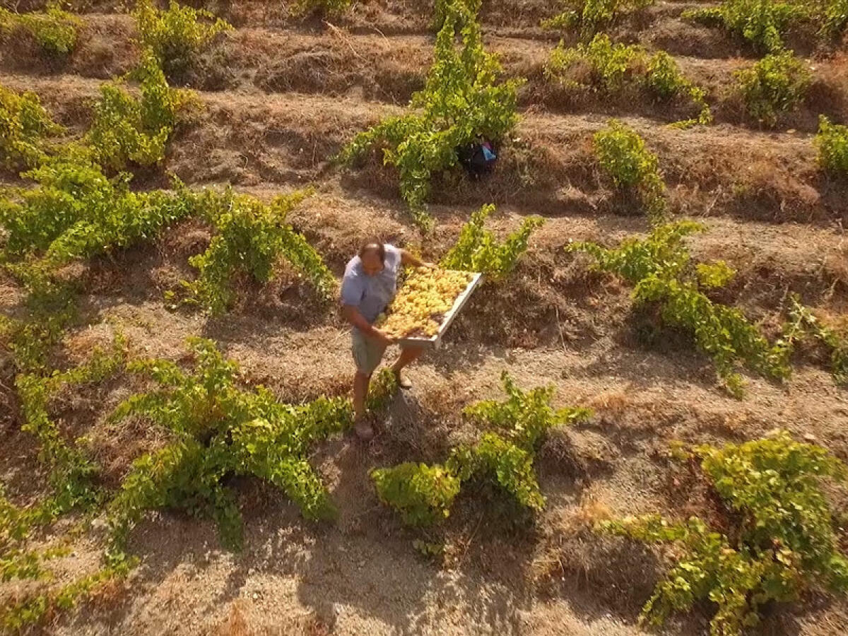 Pantelleria 'Vitata e Sostenibile': proroga e responsabilità per rigenerare terra e lavoro - 
