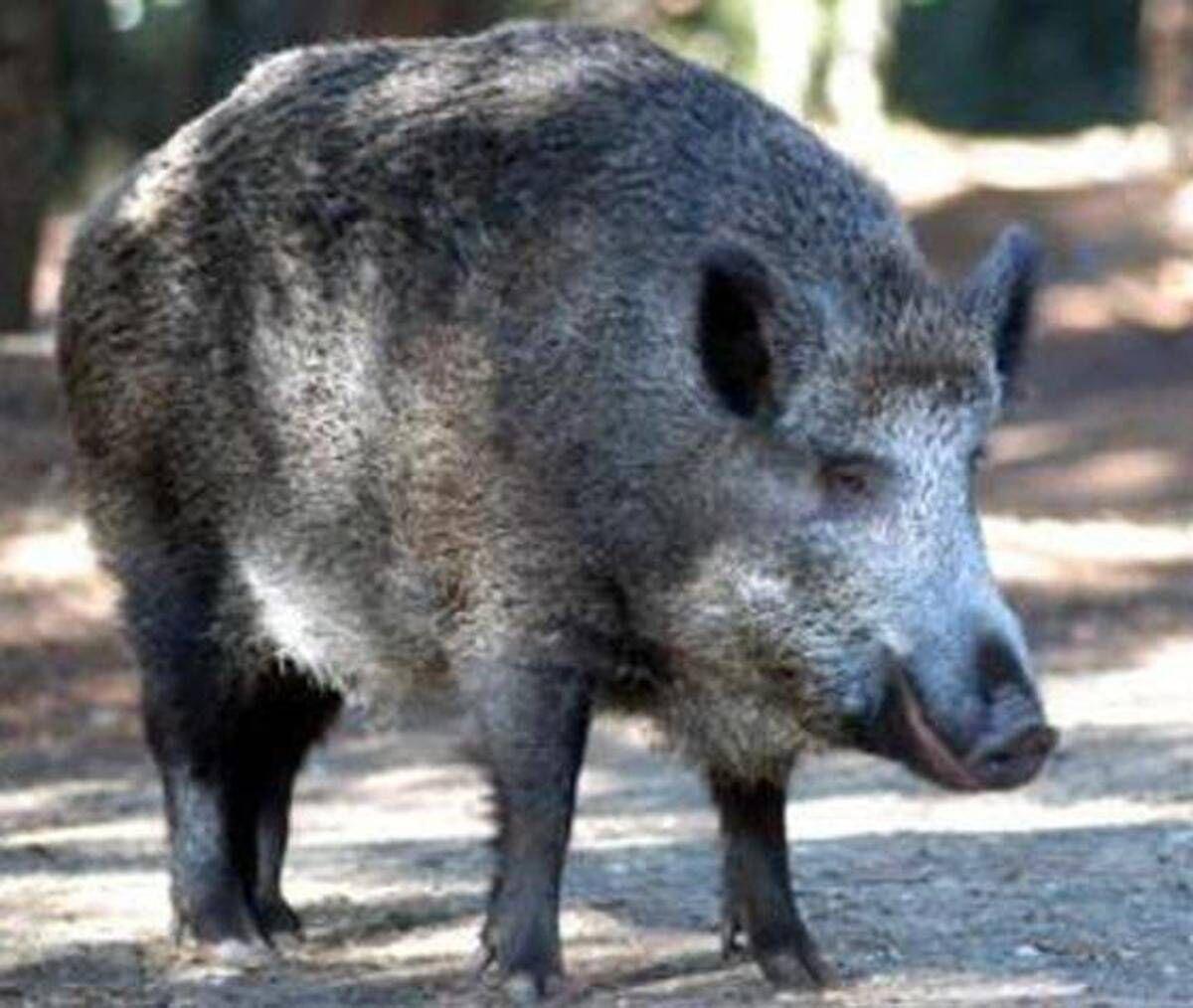Il cinghiale attraversa la strada, scontro tra 3 auto e 4 feriti - 