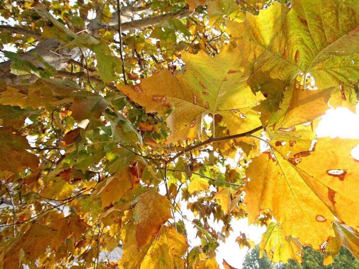 Equinozio d'Autunno con calo delle temperature minime, piogge venerdì poi weekend di sole - 