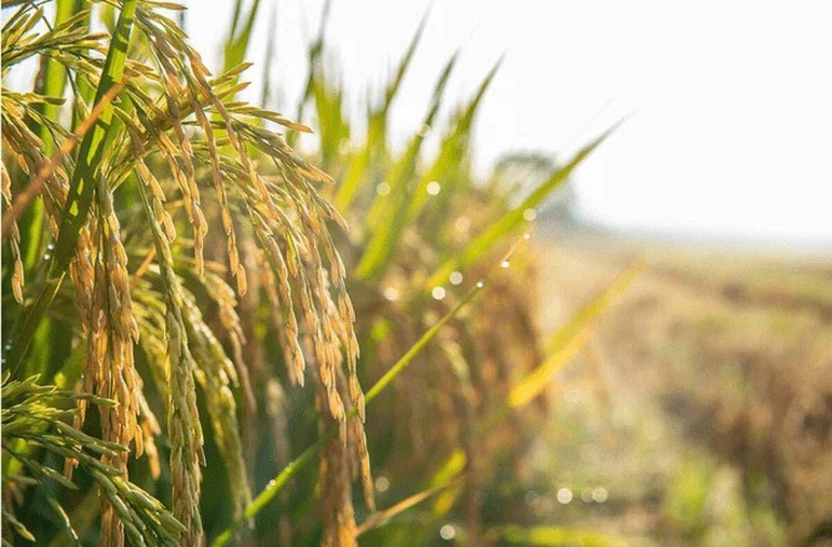 Agroalimentare, Ismea: superati sistema dei bandi per finanziamenti a condizioni di mercato - 