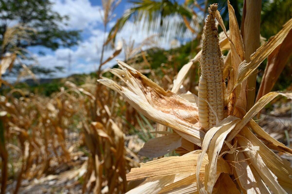 El Niño e l'allarme Ocse: "Al 95% sarà molto intenso, impatto su raccolti e prezzi alimentari" - 