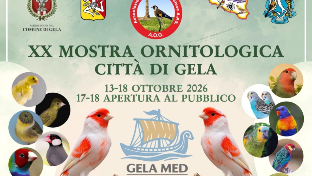 Gela inaugura la 20ª Mostra Ornitologica: due giorni tra falconieri, canarini e Vespa Club - 