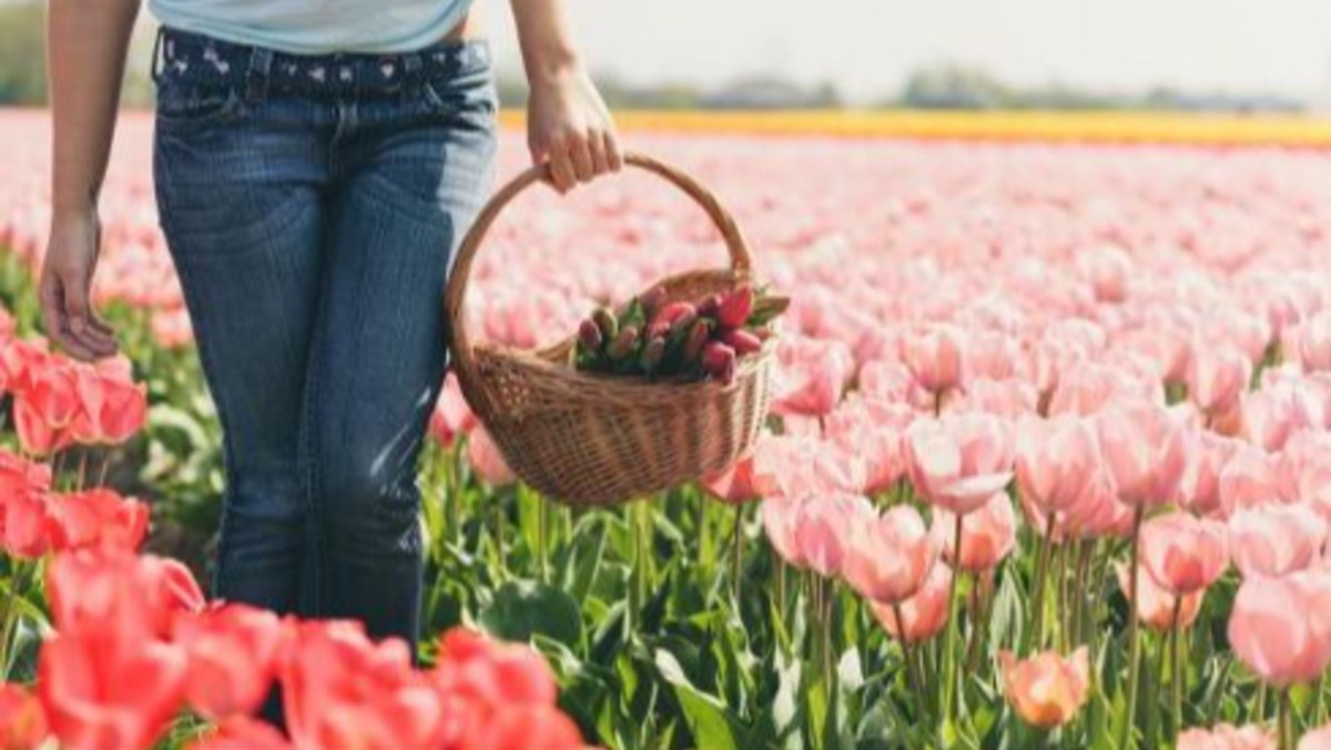 TuliPark DAY Modica: migliaia di tulipani e un giardino temporaneo in Piazza Matteotti - 