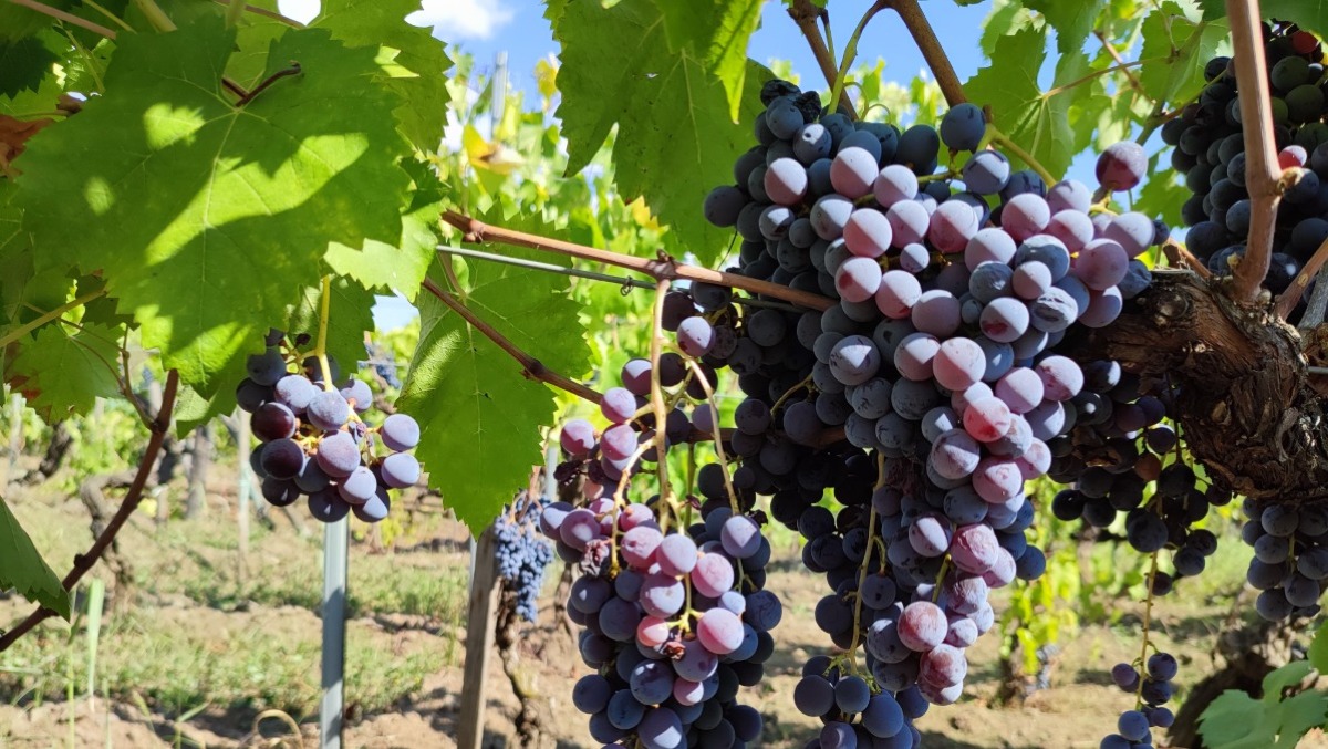 Vignaioli dell’Etna: allarme omologazione genetica, incontro a Zafferana per salvare l'identità dei vini - 