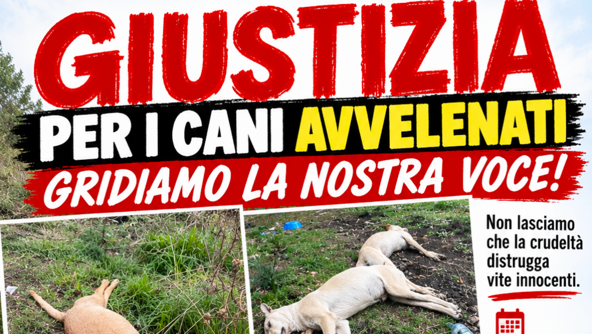Avvelenati sette cani a Trecastagni: sit-in dei volontari per chiedere giustizia - 