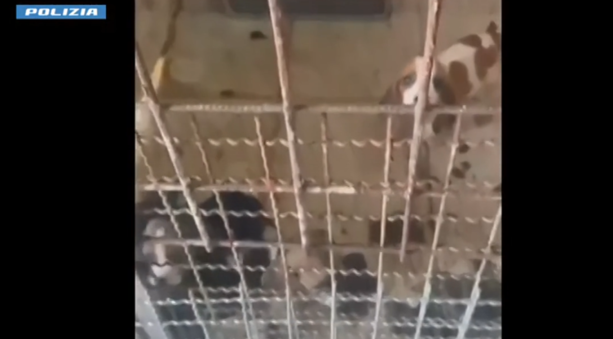 Librino: venti cuccioli e dodici furetti sequestrati, 55enne denunciato per maltrattamento - 