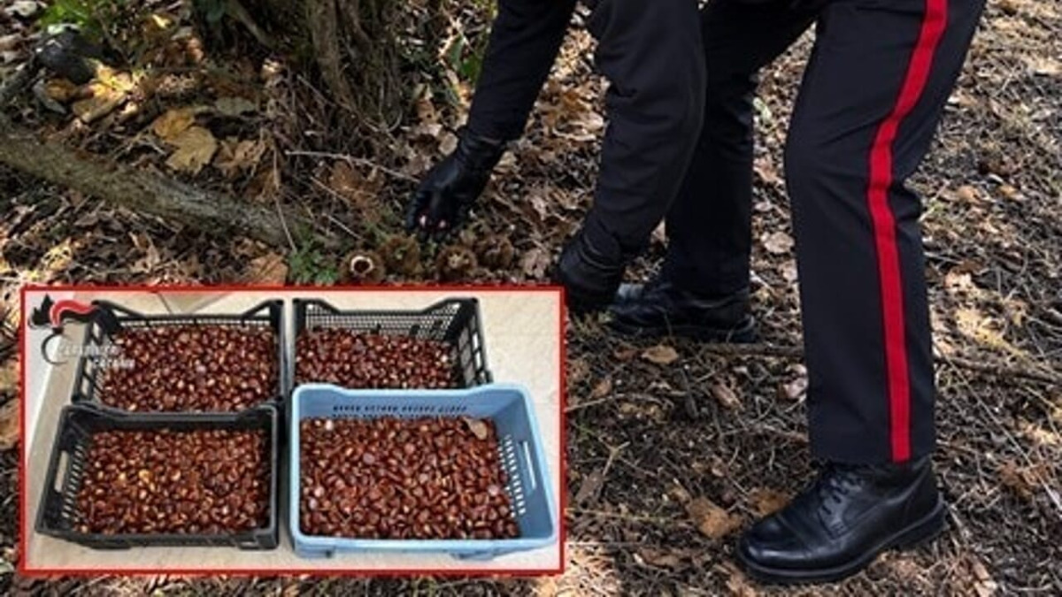 Arrestati tre uomini per il furto di 70 kg di castagne tra Adrano e Biancavilla - 