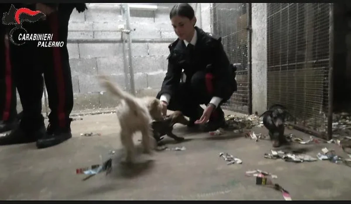 Bonagia: lager per cuccioli scoperto dai carabinieri, 14 animali sequestrati; due denunce - 