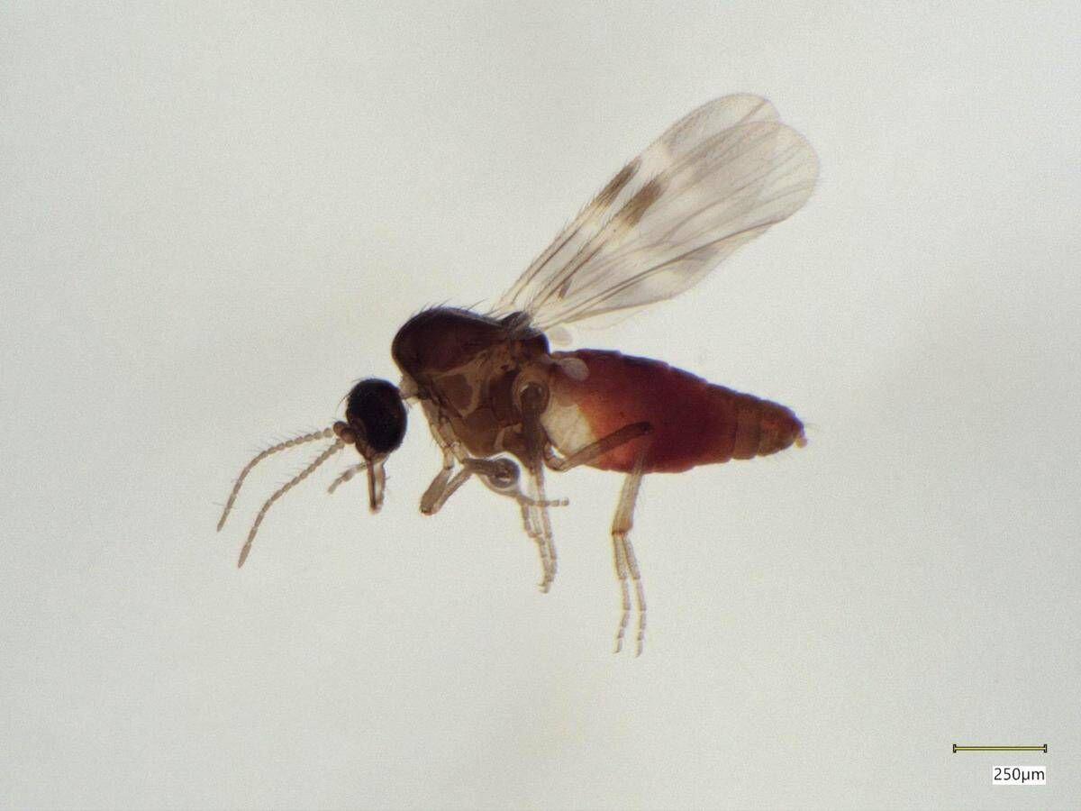 Virus Shamonda, chi lo trasmette? L'imputato è il Culicoides: identikit del 'moscerino pungente' - 