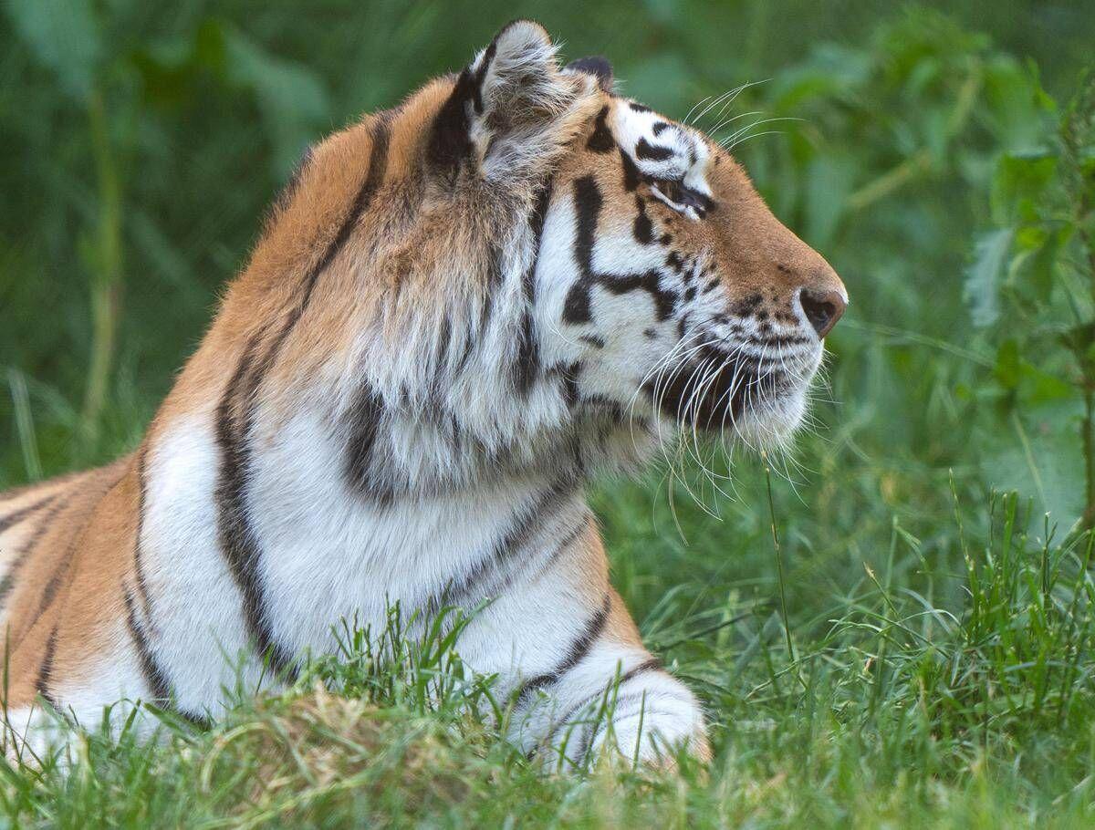 Scavalca il recinto e viene sbranato da una tigre allo zoo: tragedia nello Yorkshire - 
