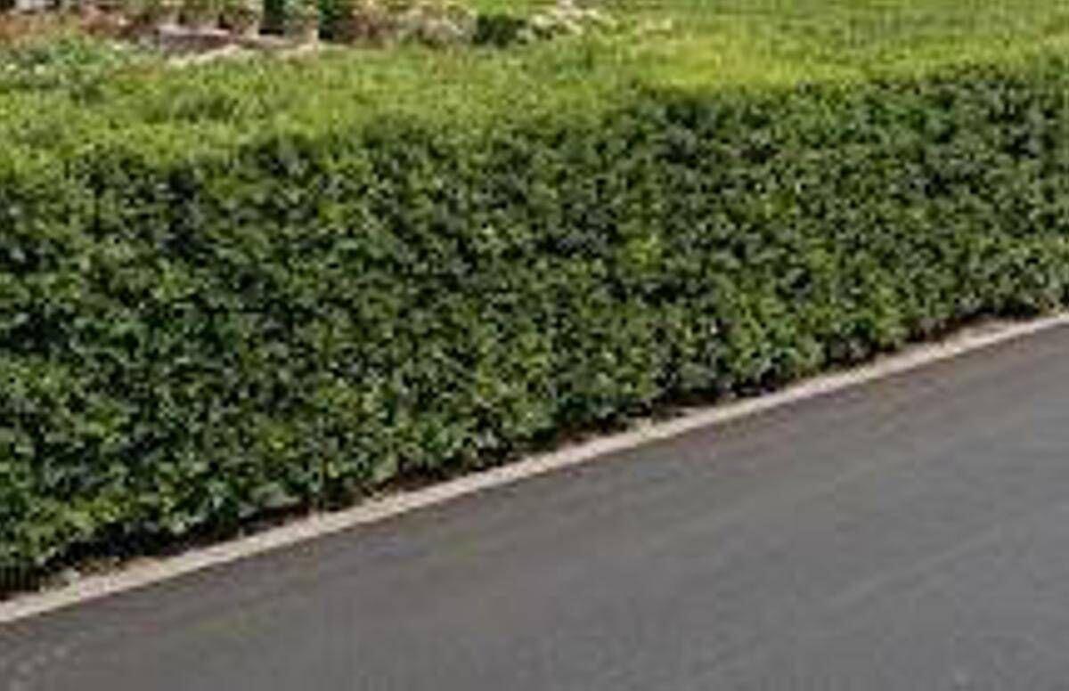 La siepe è verde e ben potata ma sporge, multa da 180 euro a ogni condomino della palazzina - 