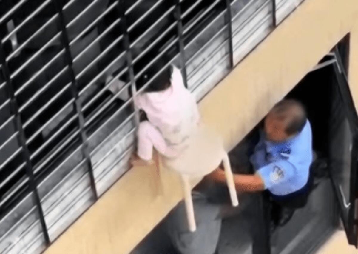 Bimba di 3 anni si sporge dalla finestra al 12esimo piano e resta sospesa nel vuoto: il miracoloso salvataggio - VIDEO - 