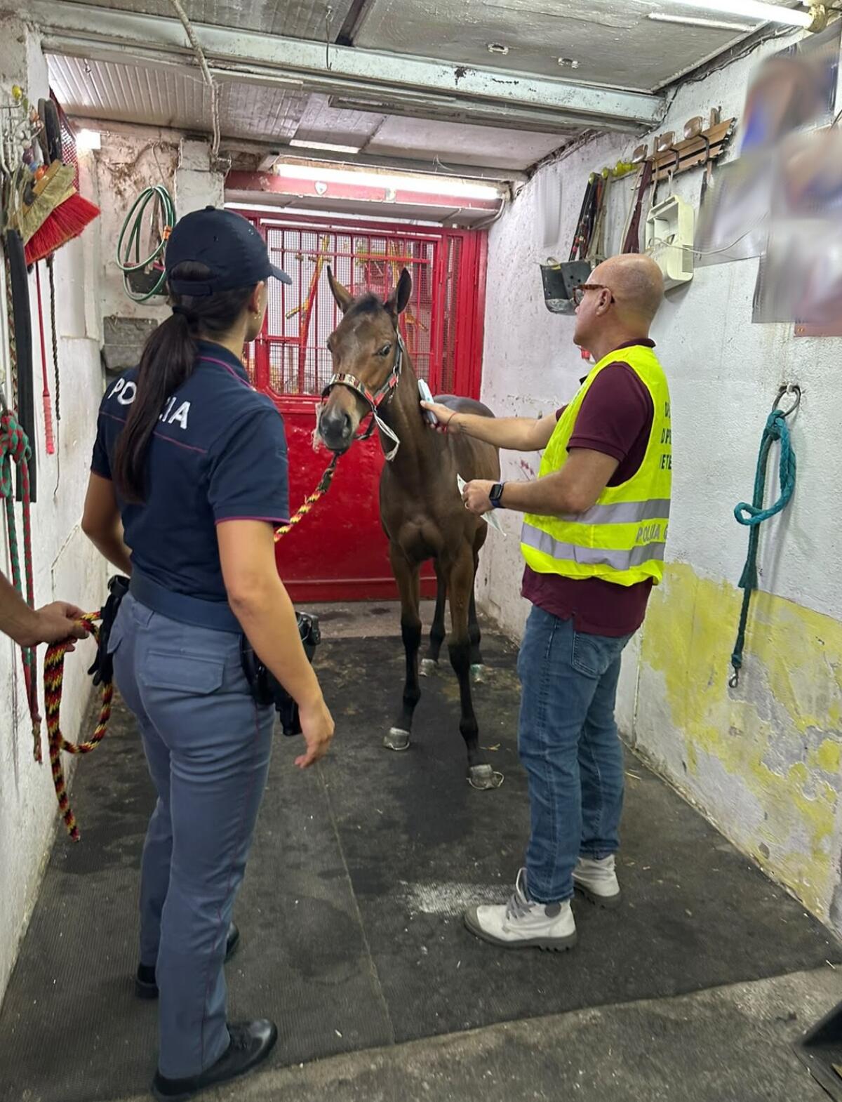 Corsa clandestina a Palagonia: polizia denuncia 5 persone e salva un puledro di 7 mesi - 