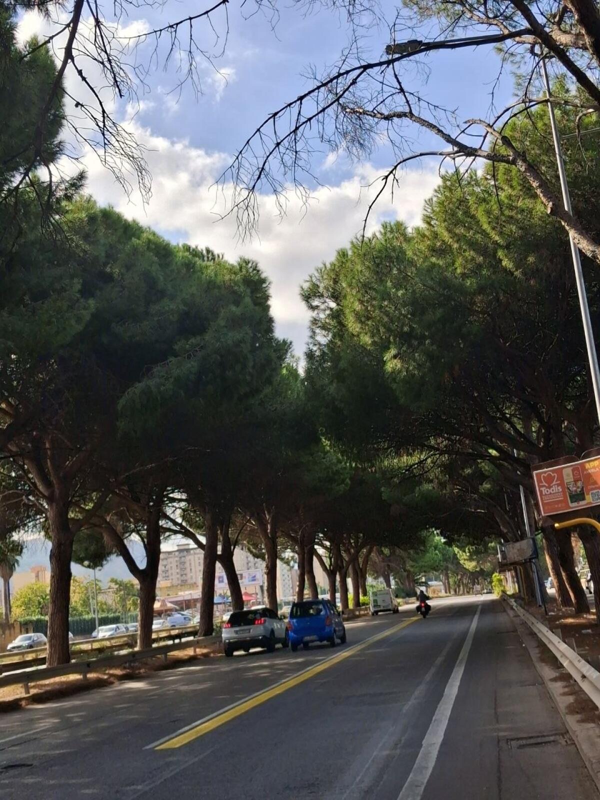 Rami pericolanti e dissesti in Viale Regione Siciliana: M5S chiede intervento urgente - 
