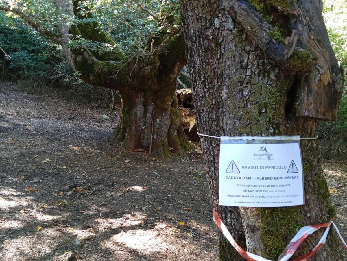 Sentiero della Rovere di Pomieri chiuso temporaneamente dopo il cedimento di un fusto - 