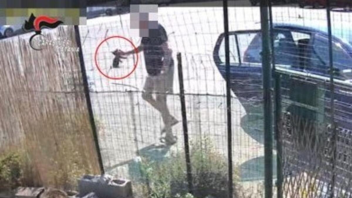 Catania, Riposto: 76enne denunciato per aver gettato quattro gattini malnutriti in una colonia felina - 