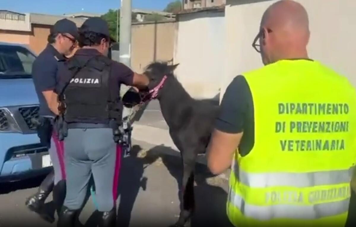 Catania: salvato un puledro da una stalla abusiva, proprietario denunciato per maltrattamento - 