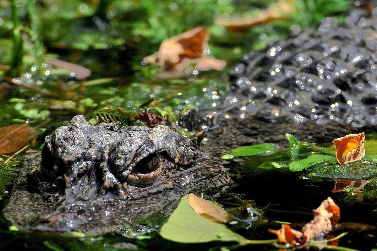 Aggredito e trascinato sott’acqua da un alligatore mentre pesca: morto 71enne - 