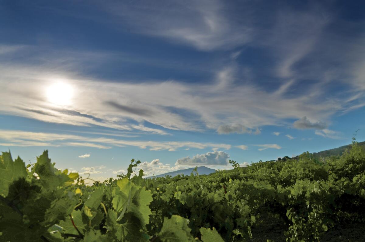 Wine Enthusiast nomina la Sicilia Regione Vinicola Internazionale dell’Anno 2026 - 