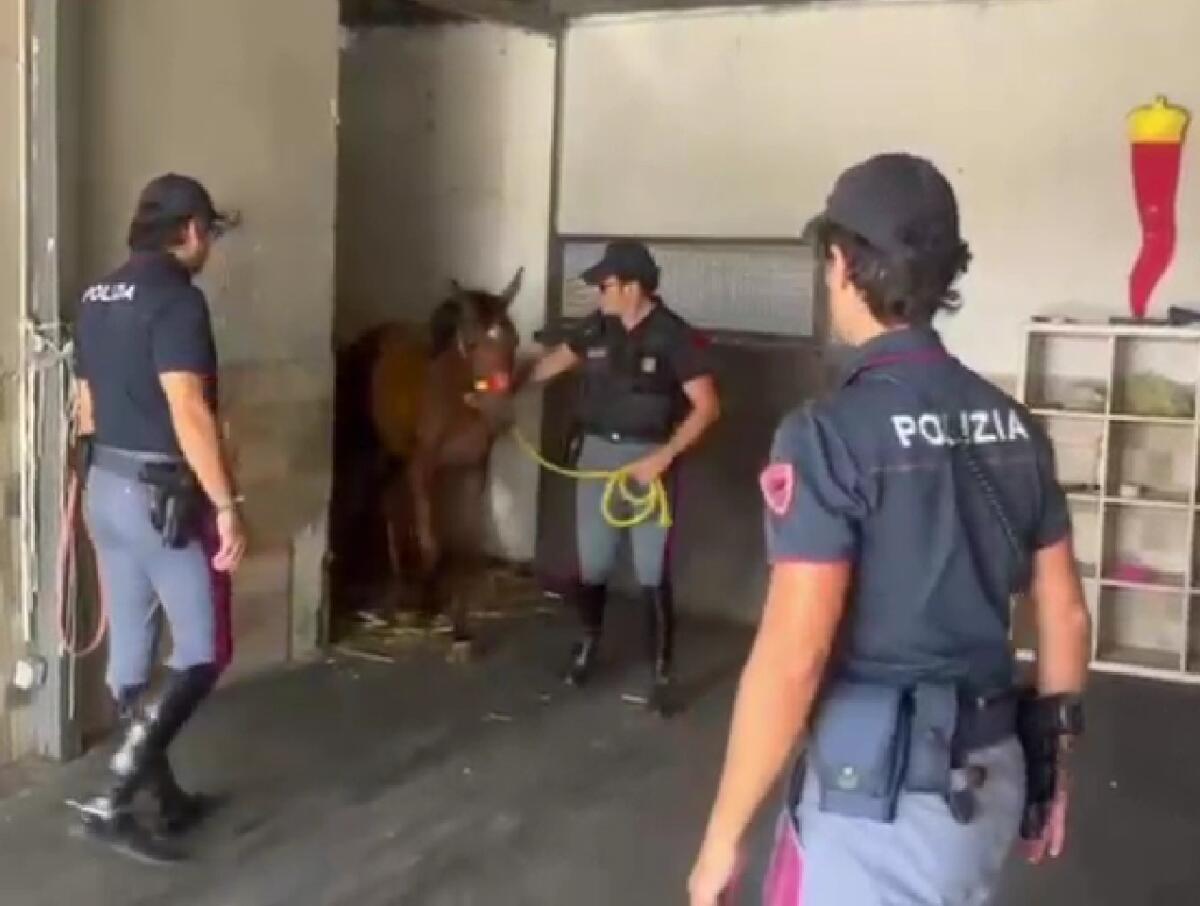 Puledro salvato da polizia e veterinari: sgombero di una stalla abusiva a Villaggio Zia Lisa - 