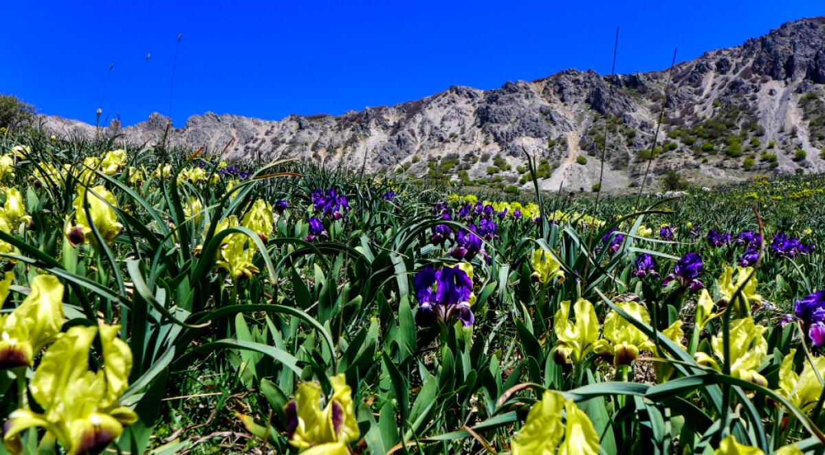 Quattro milioni per difendere le aziende agricole: il bando SRD04 e l’opportunità per le Madonie - 